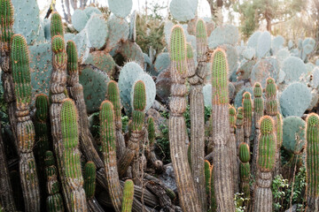 Desert Landscape with Cacti and Succulent Plants under Bright Sunlight