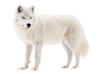 a white wolf standing in the snow