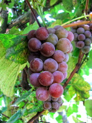 Clusters of grapes ripening on the vine during autumn, surrounded by lush green leaves