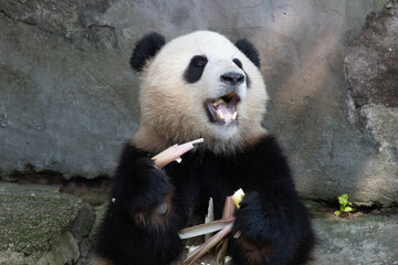 Close up Cute Panda , Yu Ai, Chongqing zoo, China