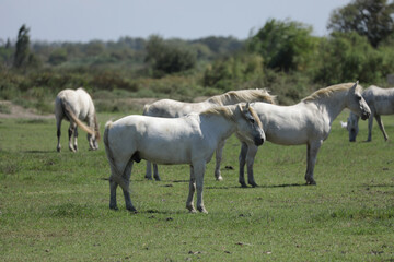 Obraz premium Horse on a pasture in the Camargue