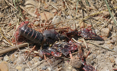 Crab animal aquatic animal dead on the beach