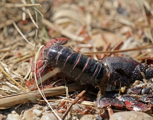 Crab animal aquatic animal dead on the beach