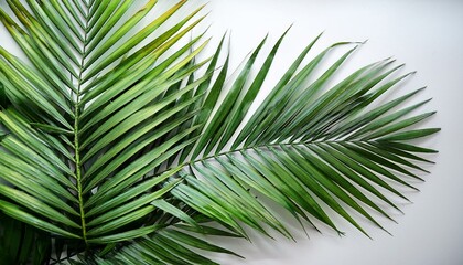 Obraz premium Palm leaves on a white background