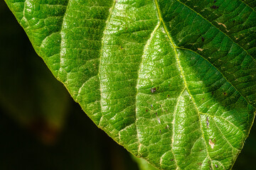 close up of leaf