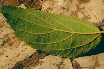 leaf texture