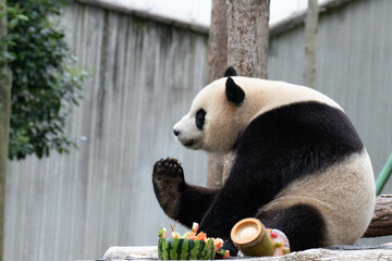 Close up Cute Panda in Wolong Panda Base, China