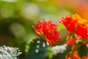 red and yellow flower