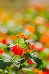 red and yellow flowers