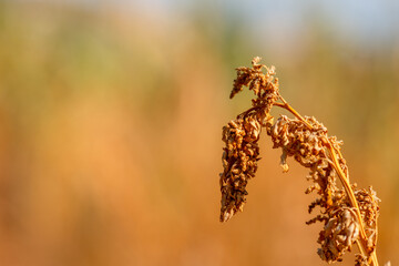 wheat field at sunset