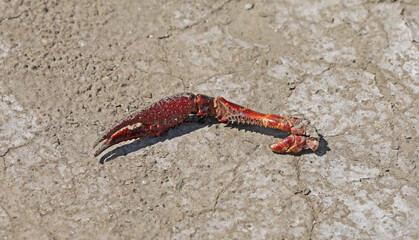 Crab animal aquatic animal dead on the beach