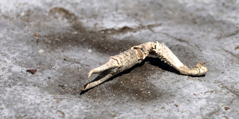 Crab animal aquatic animal dead on the beach