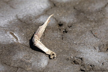 Crab animal aquatic animal dead on the beach
