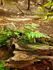 moss in the forest