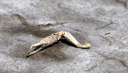 Crab animal aquatic animal dead on the beach