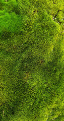 Green moss background texture for design.  Dry autumn moss. Selective focus