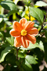 Vibrant Orange Dahlia in Bloom