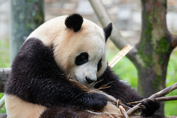 Obraz premium Close up Cute Panda , Fu Bao, Wolong Panda Base, China