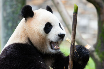 Close up Cute Panda , Fu Bao, Wolong Panda Base, China