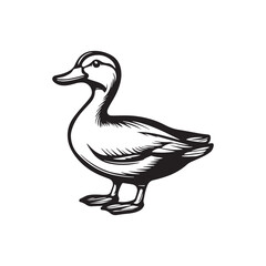 Duck silhouette outline illustration, vector