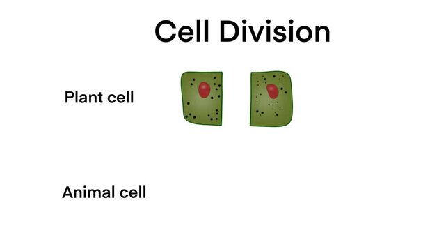 cells molecules reproduction division and multiplication process is analyzed with microscope for biochemistry, Process division of cell, plant cells and animal cells, Mitosis, Meiosis, Biology study