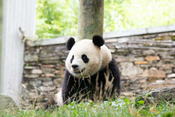 Close up Cute Panda, Bao Li, in Wolong Panda Base, China