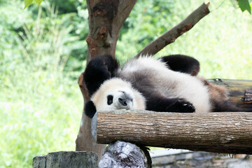 Close up Cute Panda, Bao Li, in Wolong Panda Base, China