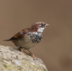 Wunderschönes Tier bei Tageslicht
