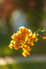 close up of yellow flower