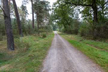 wide path through sparse pine forest