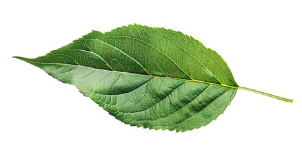 Obraz premium Green apple leaf isolated on transparent background