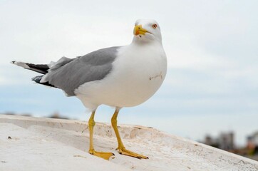Close-up of a Seagull Standing