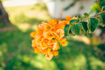 orange flowers in the garden