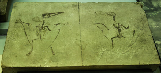 Fossil of Pterodactylus spectabilis preserved in limestone, showcasing its skeletal structure and wings. Prehistoric flying reptile provides significant insights into the evolution of flight. © Davide Zanin