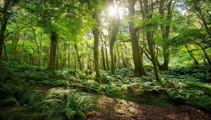 Fototapeta premium A lush and lively woodland where beams of sunlight filter through the dense canopy of green leaves