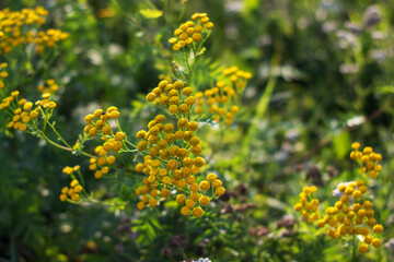 Fototapeta premium A beautiful bunch of vibrant yellow flowers is growing in the grass