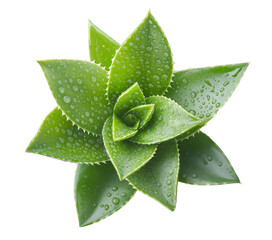 aloe vera isolated on transparent background