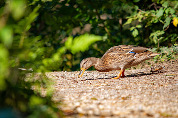 Eine Ente auf dem Weg