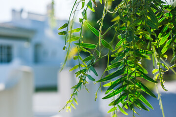 leaves on the window