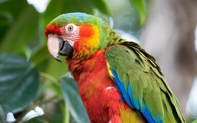 Fototapeta premium Colorful parrot bird. A vibrant parrot with red, green, yellow, and blue feathers, perched among lush greenery. The parrot's bright colors and curious expression make it a captivating subject.