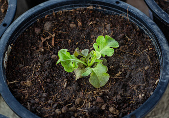 Top view of a young green and red lettuce seedling growing in a black pot filled with rich soil. The seedling has vibrant leaves and is surrounded by bits of organic matter.