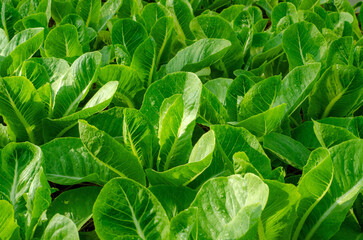 Fototapeta premium A lush green field of romaine lettuce plants basking in the sunlight. The vibrant green leaves are crisp and fresh, indicating high quality produce.