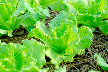 A lush green field of romaine lettuce plants basking in the sunlight. The vibrant green leaves are crisp and fresh, indicating high quality produce.