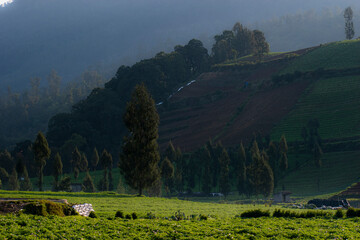 A fertile valley with vegetable plantations at the foot of a hill. A peaceful setting in the...