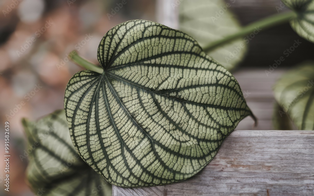Poster leaf texture pattern. closeup of a textured green leaf with intricate vein patterns. the leaf is sof