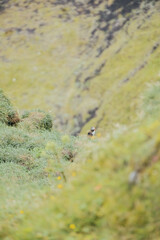 Puffins nesting on a cliff in Iceland