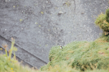 Puffins nesting on a cliff in Iceland