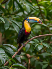 Fototapeta premium Colorful tucan bird perched on a branch in the rainforest