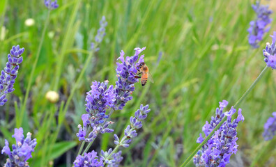 bee sucking nectar from a lavender flower in a field during springtime to produce high-quality organic honey