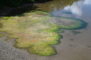 Mornac-sur-Seudre (Charente-Maritime)